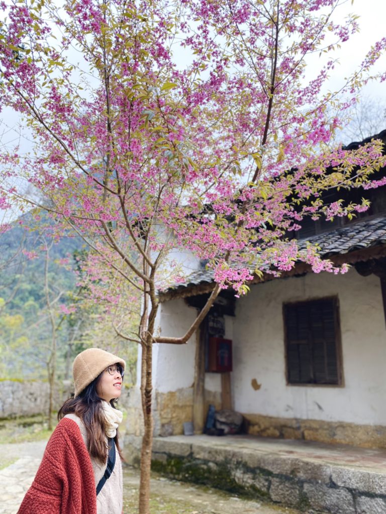 Mai Anh Đào thời điểm xuân sang ở Đồng Văn