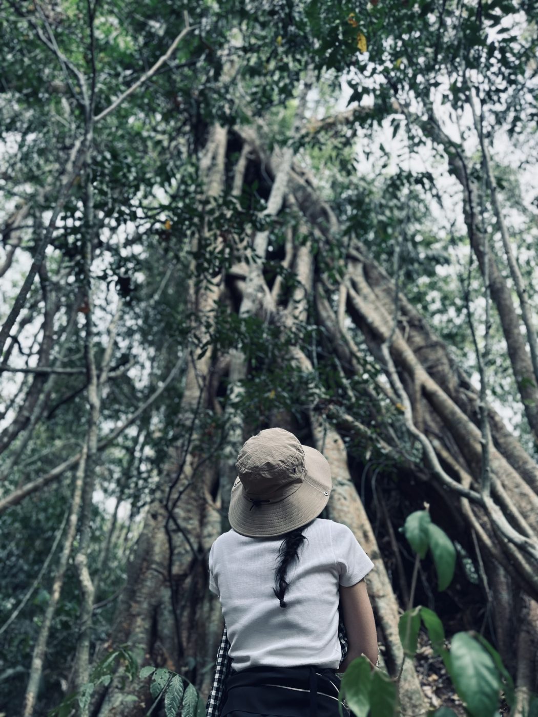 Ngắm nhìn những cây cổ thụ lên đến hàng trăm năm khi trekking đạp xe Nam Cát Tiên